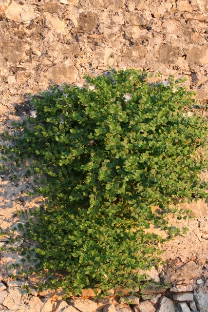 Caper plant